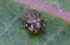 Clastoptera lineatocollis
