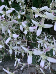 Congea tomentosa