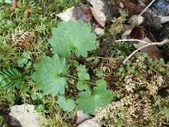 Micranthes porsildiana