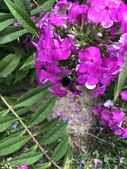 Xylocopa virginica