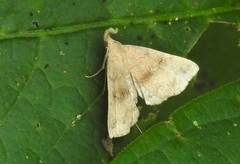 Phalaenostola eumelusalis