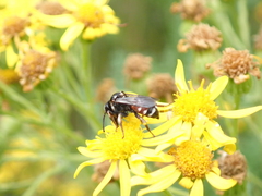 Epeoloides coecutiens