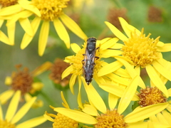 Sapygina decemguttata