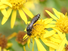 Sapygina decemguttata