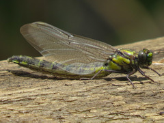 Hylogomphus adelphus