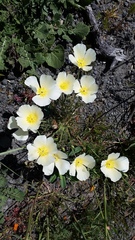 Eschscholzia californica