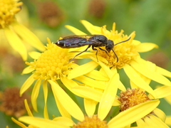 Sapygina decemguttata