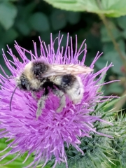 Bombus campestris