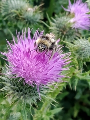 Bombus campestris