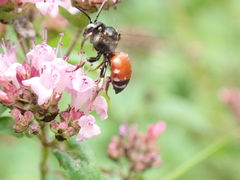 Epeoloides coecutiens