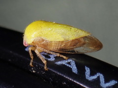 Ophiderma evelyna