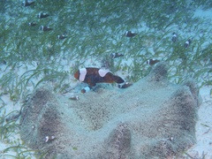 Amphiprion polymnus