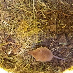 Sorex sonomae