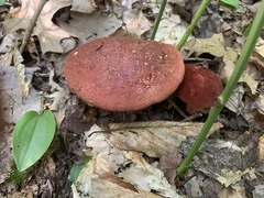 Baorangia
