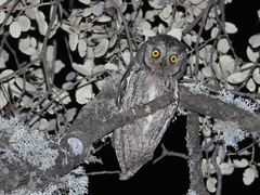 Otus scops