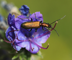 Chrysanthia viridissima