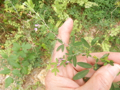 Lespedeza texana