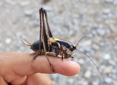 Pholidoptera dalmatica