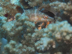 Oxycheilinus orientalis