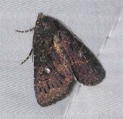 Condica albigera