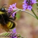 Yellow-banded Bumble Bee - Photo (c) Jon Wallace, some rights reserved (CC BY-NC), uploaded by Jon Wallace