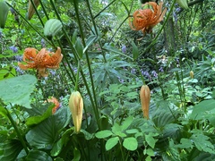 Lilium superbum
