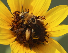 Svastra obliqua expurgata