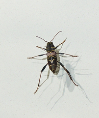 Neoclytus scutellaris