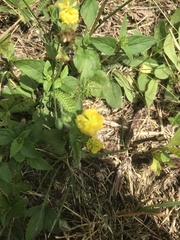Trifolium campestre
