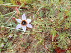 Ixia monadelpha