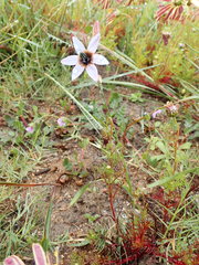 Ixia monadelpha