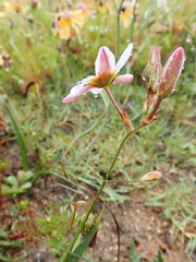 Ixia monadelpha