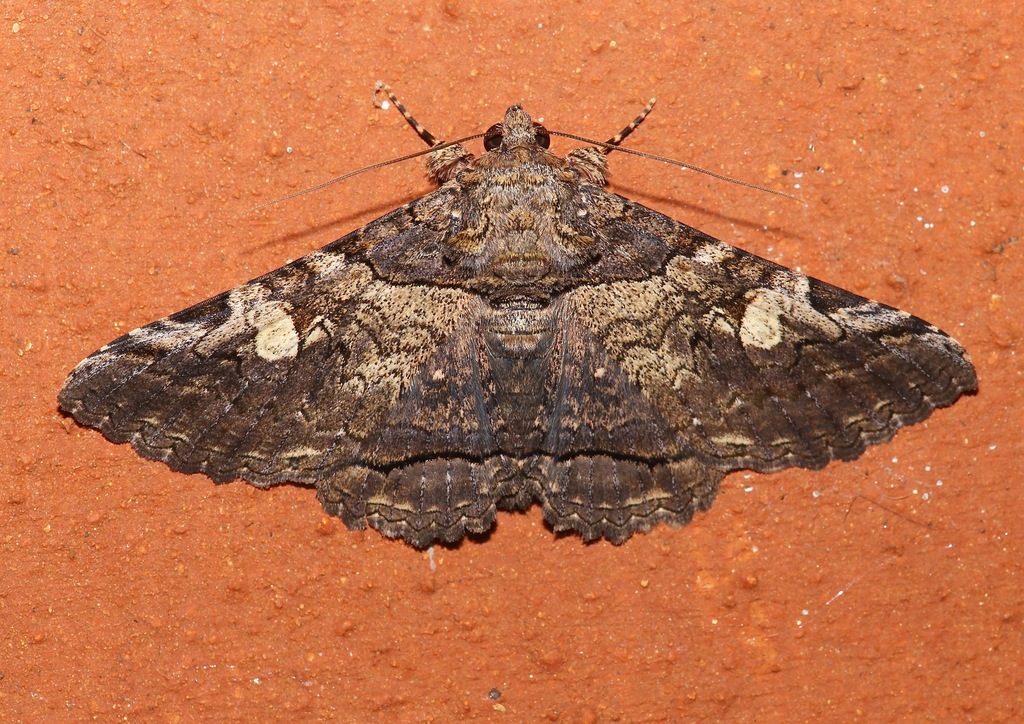 Metria aperta