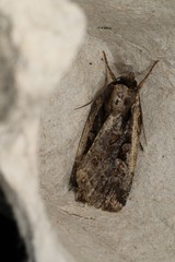 Eueretagrotis sigmoides