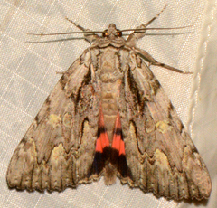 Catocala coccinata