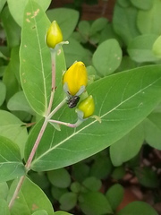 Hypericum monogynum