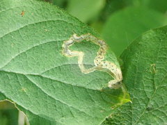 Aulagromyza hendeliana