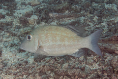 Lethrinus lentjan