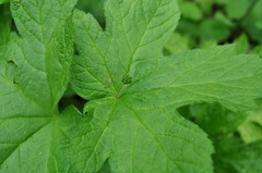 Hydrastis canadensis