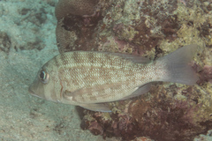 Lethrinus lentjan
