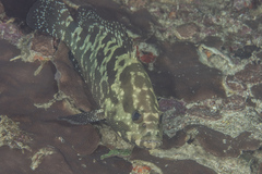 Epinephelus polyphekadion