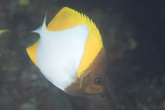 Hemitaurichthys polylepis