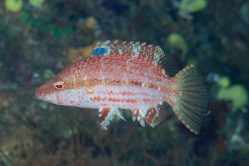 Speckled maori wrasse (Oxycheilinus arenatus) — Labridae — 4