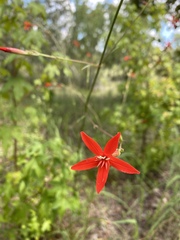 Silene subciliata