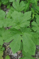 Hydrastis canadensis