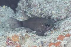 Nectamia savayensis