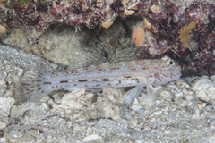 Istigobius decoratus