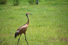Grus canadensis image