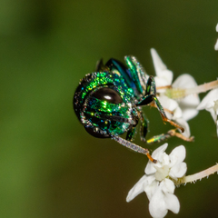 Euperilampus triangularis