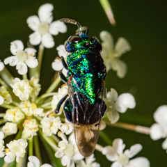 Euperilampus triangularis